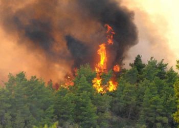 كيف تعمل تركيا لمواجهة حرائق الغابات؟