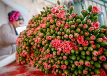 عائدات صادرات الزهور تحقق 44 مليون دولار في الربع الأول من العام الجاري