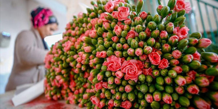 عائدات صادرات الزهور تحقق 44 مليون دولار في الربع الأول من العام الجاري