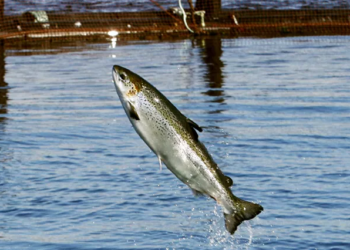 شاهد بالصور.. طاهٍ صيني يفقد ذراعه بسبب سمكة