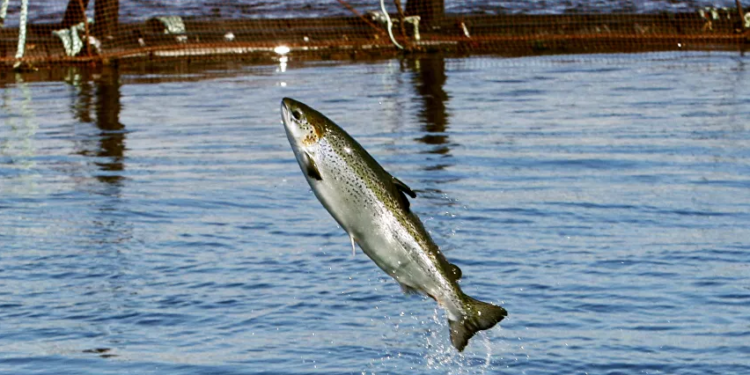 شاهد بالصور.. طاهٍ صيني يفقد ذراعه بسبب سمكة