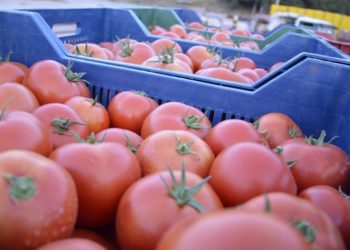روسيا تزيد حصتها من صادرات الطماطم التركية