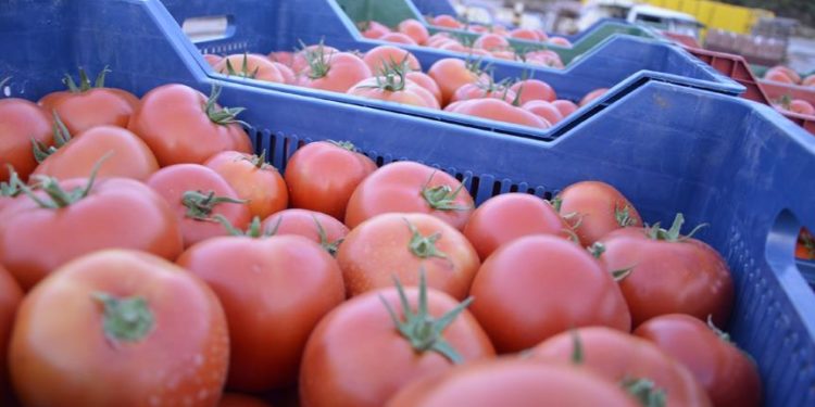 روسيا تزيد حصتها من صادرات الطماطم التركية