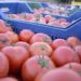 روسيا تزيد حصتها من صادرات الطماطم التركية