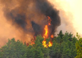 ولاية إسطنبول تعلن فرض حظر دخول للغابات طيلة أغسطس/ آب