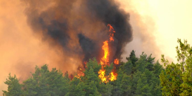 ولاية إسطنبول تعلن فرض حظر دخول للغابات طيلة أغسطس/ آب