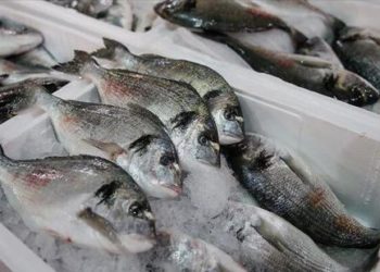 تركيا.. صادرات المنتجات المائية تفوق 750 مليون دولار