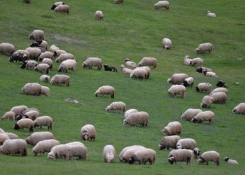 تركيا تستهدف زيادة رؤوس الأغنام والماعز إلى 90 مليونا