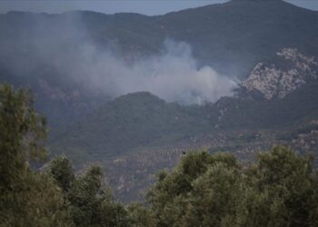 فرق الإطفاء تكافح حريق غابة اندلع شمال غربي تركيا