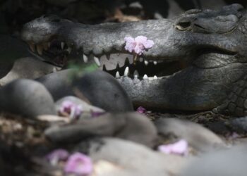 أمريكية تفقد زوجها بعد لحظات من هجوم لتمساح عملاق