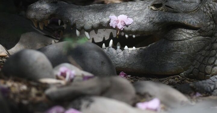 أمريكية تفقد زوجها بعد لحظات من هجوم لتمساح عملاق