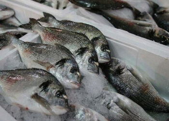 صادرات تركيا من المنتجات البحرية تبلغ مليارين و82 مليون دولار.