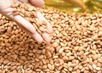 ملاطية التركية.. صادرات نواة المشمش بلغت 1.6 مليون دولار