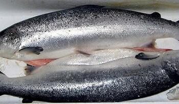 تركيا.. صادرات السلمون تتجاوز 102 مليون دولار في 8 أشهر