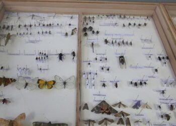 تركيا.. متحف جامعي يعرض ألفي نوع حشرات في بيئة علمية