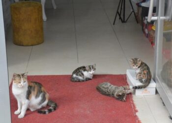 رجل تركي يحمي قطط الشوارع من رعونة السائقين بلافتة كتب عليها “الكاميرا ترصدك”