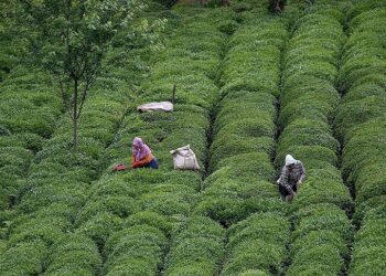 تركيا.. صادرات الشاي تحقق 13 مليونا