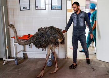 بينها سكاكين.. استخراج 40 جسما غريبا من بطن نعامة في تركيا