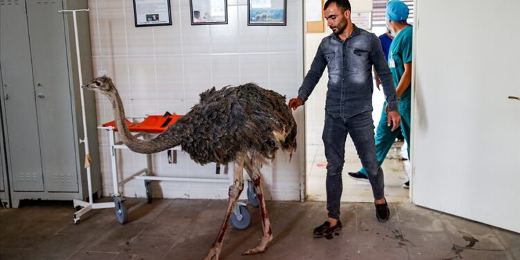 بينها سكاكين.. استخراج 40 جسما غريبا من بطن نعامة في تركيا