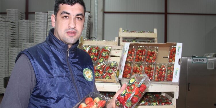 فراولة فريدة.. قونية التركية تصدر “الذهب الأحمر”