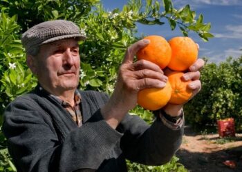 صادرات الحمضيات التركية تحقق 539 مليون دولار في 10 أشهر