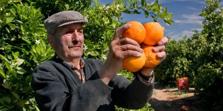 صادرات الحمضيات التركية تحقق 539 مليون دولار في 10 أشهر