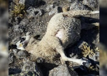 ذئاب ترتكب مجزرة بخراف في مراعٍ وسط تركيا