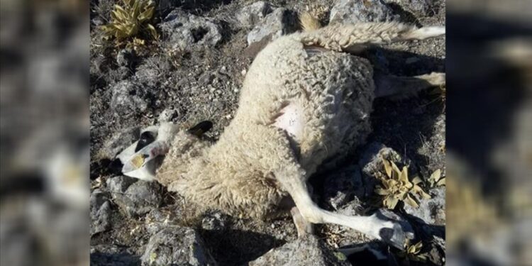 ذئاب ترتكب مجزرة بخراف في مراعٍ وسط تركيا