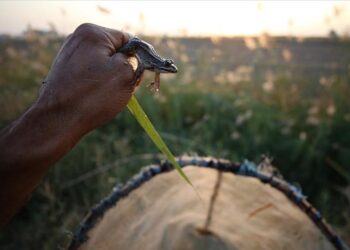 صادرات الضفادع التركية تحتل قوائم الطعام في أوروبا