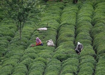 عائدات تركيا من صادرات الشاي تتجاوز 14.4 مليون دولار