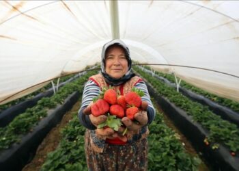 تركيا تجني 46 مليون دولار من صادرات الفراولة في 2021