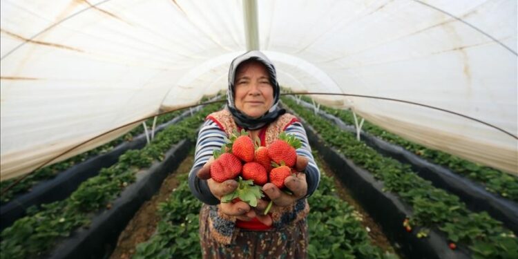 تركيا تجني 46 مليون دولار من صادرات الفراولة في 2021