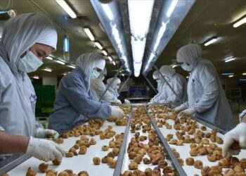 تركيا تجني 263 مليون دولار من صادرات التين المجفف في 2021