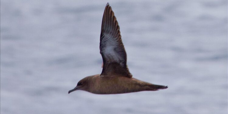 لأول مرة.. العثور على طائر على وشك الانقراض جنوبي تركيا