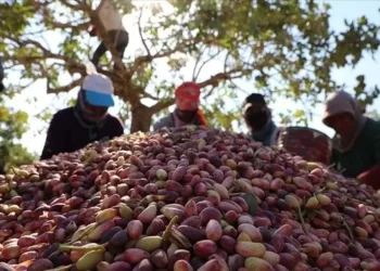 تركيا.. 209 ملايين دولار صادرات “الفستق العنتابي” في 2021