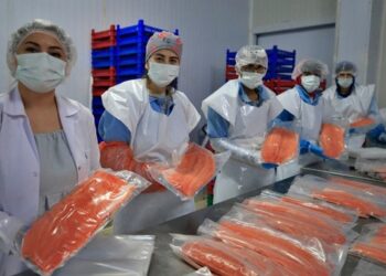 تركيا.. عائدات سمك السلمون تتضاعف 82 مرة