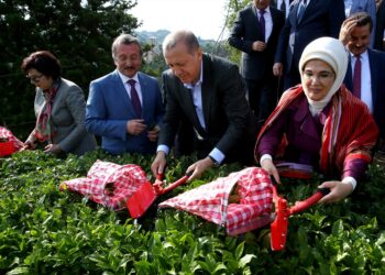 تركيا.. صادرات الشاي تحقق 1.4 مليون دولار في يناير