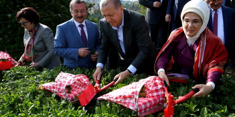 تركيا.. صادرات الشاي تحقق 1.4 مليون دولار في يناير