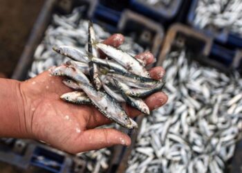 سمك “الهمسي” التركي يصل أسواق 26 دولة