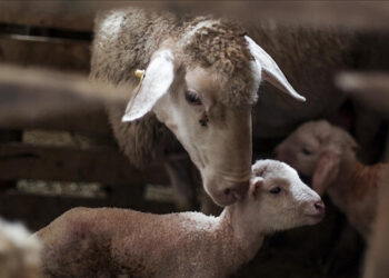 تركيا.. نمو عدد الأغنام 6.3 بالمئة خلال 2021