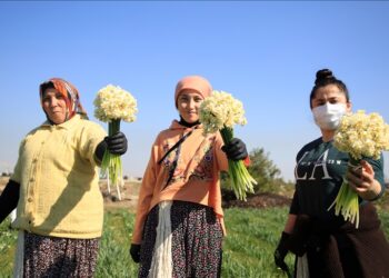 زهرة النرجس.. مصدر دخل للتركيات على سفوح جبال طوروس