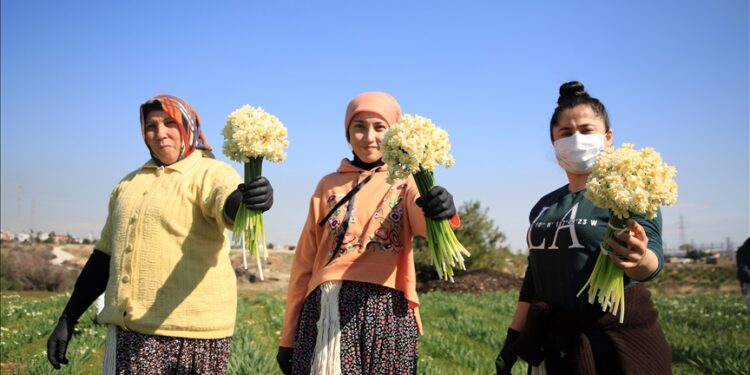 زهرة النرجس.. مصدر دخل للتركيات على سفوح جبال طوروس