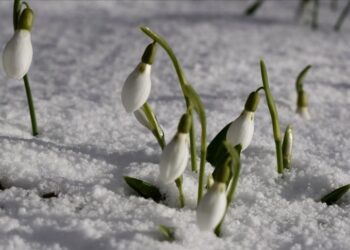 زهرة الثلج تزيد رونق الطبيعة في ولاية صقاريا التركية