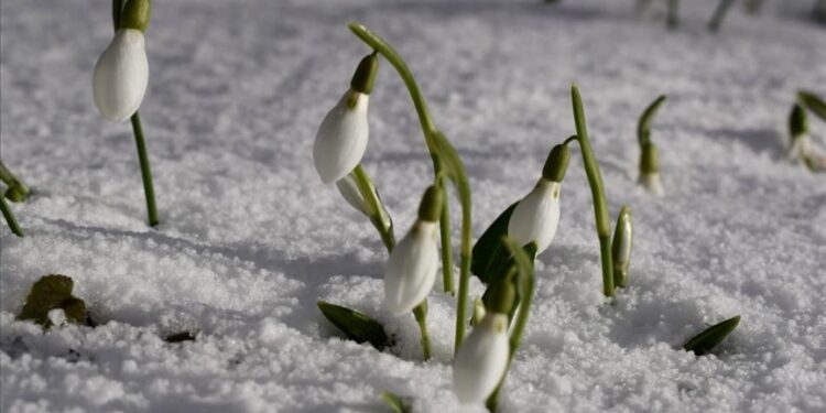زهرة الثلج تزيد رونق الطبيعة في ولاية صقاريا التركية