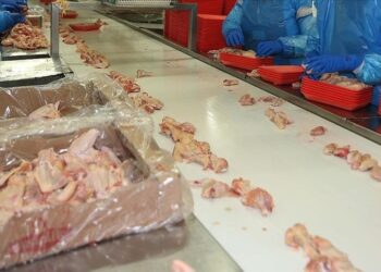 تركيا.. رقم قياسي في إنتاج لحم الدجاج