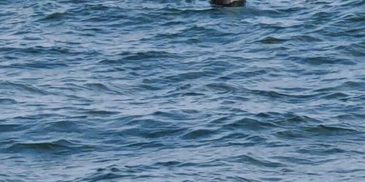 تركيا: فرق مختصة تتعامل مع جسم يشبه لغما بالبوسفور