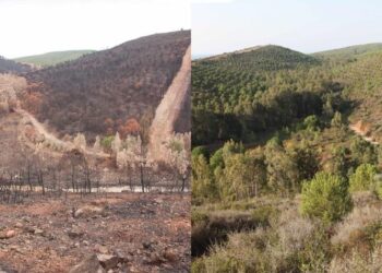 تركيا.. 23.1 مليون هكتار مساحة الغابات في 2021