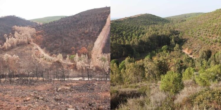 تركيا.. 23.1 مليون هكتار مساحة الغابات في 2021