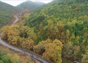 تركيا.. أعمال تشجير الغابات المتضررة تكتمل نهاية العام