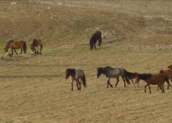 تركيا.. خيول برية تتجه إلى القرى بحثا عن الطعام